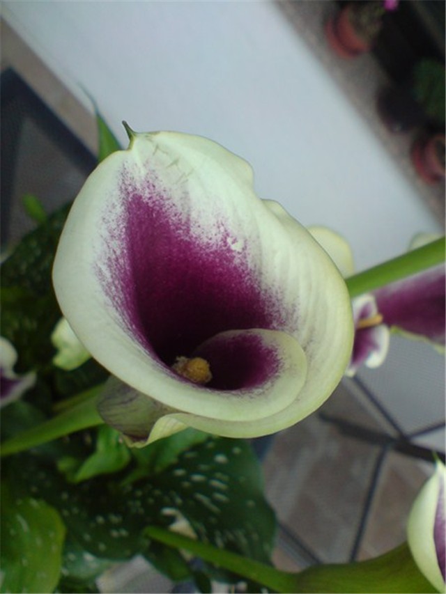 Calla